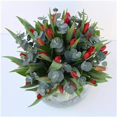 Christmas Tulips